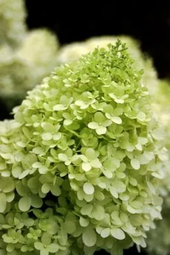 Limelight PeeGee Hydrangea - Single Trunk Topiary Tree - 5 Gallon Pot -FloraHaven Shop Hydrangea limelightf BS 3