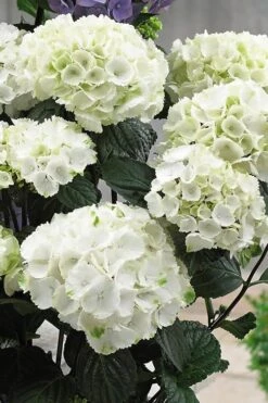 Zebra Hydrangea - 1 Gallon Pot 12 Zebra Hydrangea - 1 Gallon Pot -FloraHaven Shop Hydrangrea Zebra 12
