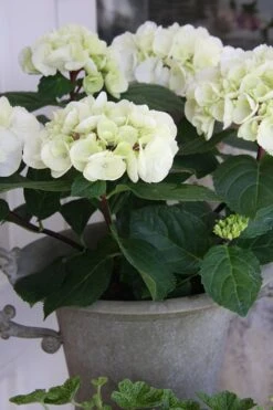 Zebra Hydrangea - 1 Gallon Pot 13 Zebra Hydrangea - 1 Gallon Pot -FloraHaven Shop Hydrangrea Zebra 14