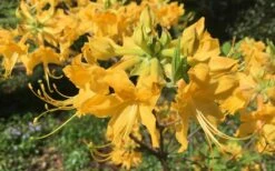 Admiral Semmes Native Azalea - Rhododendron - 3 Gallon Pot -FloraHaven Shop Native Azalea Admiral Semmes 10