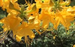 Admiral Semmes Native Azalea - Rhododendron - 3 Gallon Pot -FloraHaven Shop Native Azalea Admiral Semmes 12