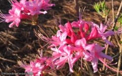 Candy Striper Native Azalea - Rhododendron Canescens - 3 Gallon Pot -FloraHaven Shop Native Azalea Candy Striper 1