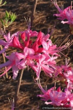 Candy Striper Native Azalea - Rhododendron Canescens - 3 Gallon Pot -FloraHaven Shop Native Azalea Candy Striper 2
