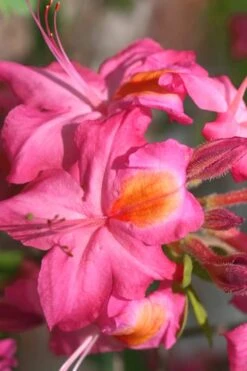 Country Cousin Pink Aromi Azalea (Rhododendron Hybrid) - 1 Gallon Pot -FloraHaven Shop Native Azalea Country Cousin 3 1