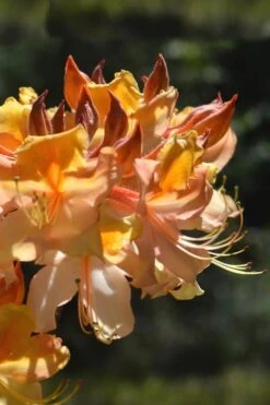 Dancing Rabbit Aromi Azalea (Rhododendron Hybrid) - 3 Gallon Pot -FloraHaven Shop Native Azalea Dancing Rabbit 2