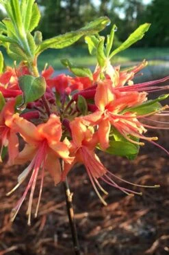 Evening Sunset Native Azalea (Rhododendron Austrinum) - 3 Gallon Pot 10 Evening Sunset Native Azalea (Rhododendron Austrinum) - 3 Gallon Pot -FloraHaven Shop Native Azalea Evening Sunset 1