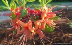 Evening Sunset Native Azalea (Rhododendron Austrinum) - 3 Gallon Pot 11 Evening Sunset Native Azalea (Rhododendron Austrinum) - 3 Gallon Pot -FloraHaven Shop Native Azalea Evening Sunset 2