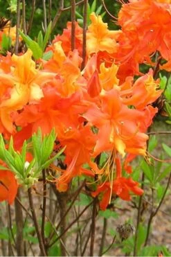 Frontier Gold Aromi Azalea (Rhododendron Hybrid) - 3 Gallon Pot 11 Frontier Gold Aromi Azalea (Rhododendron Hybrid) - 3 Gallon Pot -FloraHaven Shop Native Azalea Frontier Gold 2