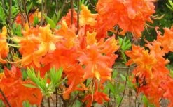 Frontier Gold Aromi Azalea (Rhododendron Hybrid) - 3 Gallon Pot 10 Frontier Gold Aromi Azalea (Rhododendron Hybrid) - 3 Gallon Pot -FloraHaven Shop Native Azalea Frontier Gold 4