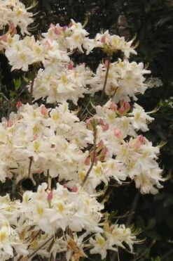 High Tide Aromi Azalea (Deciduous Rhododendron Hybrid) - 1 Gallon Pot -FloraHaven Shop Native Azalea High Tide 10