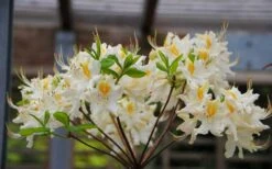 High Tide Aromi Azalea (Deciduous Rhododendron Hybrid) - 1 Gallon Pot -FloraHaven Shop Native Azalea High Tide 2