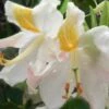 High Tide Aromi Azalea (Deciduous Rhododendron Hybrid) - 1 Gallon Pot -FloraHaven Shop Native Azalea Hight Tide 1