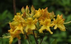 Jane's Gold Aromi Azalea (Rhododendron Hybrid) - 3 Gallon Pot -FloraHaven Shop Native Azalea Janes Gold 1