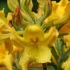 Jane's Gold Aromi Azalea (Rhododendron Hybrid) - 3 Gallon Pot -FloraHaven Shop Native Azalea Janes Gold 2