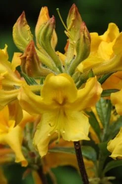Jane's Gold Aromi Azalea (Rhododendron Hybrid) - 3 Gallon Pot