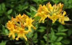 Jane's Gold Aromi Azalea (Rhododendron Hybrid) - 3 Gallon Pot -FloraHaven Shop Native Azalea Janes Gold 3