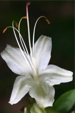 June Jubilee Aromi Azalea (Rhododendron Hybrid) - 3 Gallon Pot -FloraHaven Shop Native Azalea June Jubilee 2