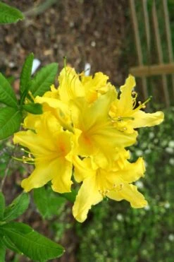 Lemonade Aromi Azalea (Rhododendron Hybrid) - 3 Gallon Pot 9 Lemonade Aromi Azalea (Rhododendron Hybrid) - 3 Gallon Pot -FloraHaven Shop Native Azalea Lemonade 10