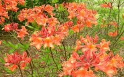 Mauvilla Gold Aromi Azalea (Rhododendron Hybrid) - 3 Gallon Pot -FloraHaven Shop Native Azalea Mauvila Gold 1 1