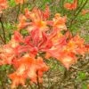 Mauvilla Gold Aromi Azalea (Rhododendron Hybrid) - 3 Gallon Pot -FloraHaven Shop Native Azalea Mauvila Gold 10 1