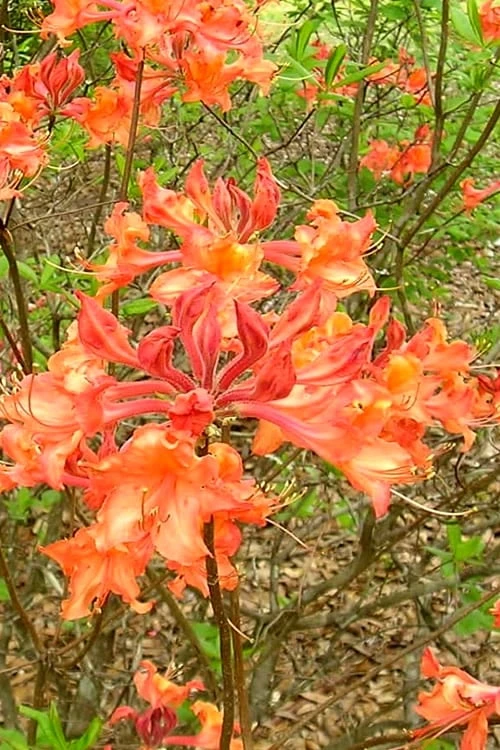 Mauvilla Gold Aromi Azalea (Rhododendron Hybrid) - 1 Gallon Pot 3 Mauvilla Gold Aromi Azalea (Rhododendron Hybrid) - 1 Gallon Pot