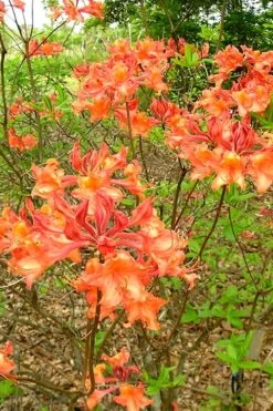 Mauvilla Gold Aromi Azalea (Rhododendron Hybrid) - 3 Gallon Pot -FloraHaven Shop Native Azalea Mauvila Gold 2 1