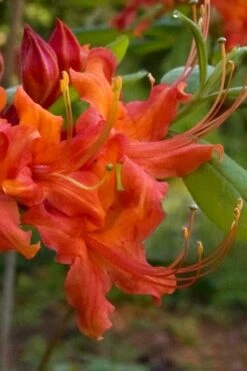 Oconee Native Azalea - Rhododendron Flammeum Speciosum - 1 Gallon Pot -FloraHaven Shop Native Azalea Oconee Flammeum 12