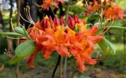 Oconee Native Azalea - Rhododendron Flammeum Speciosum - 1 Gallon Pot -FloraHaven Shop Native Azalea Oconee Flammeum 20