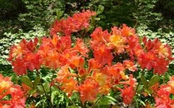 Oconee Native Azalea - Rhododendron Flammeum Speciosum - 1 Gallon Pot -FloraHaven Shop Native Azalea Oconee Flammeum 4