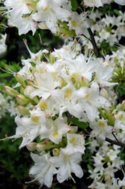 Pete McNees White Native Azalea - Rhododendron Albamanense - 3 Gallon Pot -FloraHaven Shop Native Azalea Pete McNees 1