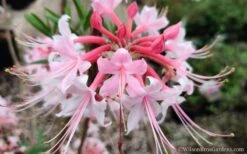 Varnadoes Phlox Pink Native Azalea - Rhododendron Canescens - 3 Gallon Pot -FloraHaven Shop Native Azalea Phlox Pink 30