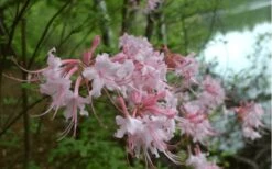 Pink Alabama Native Azalea - Rhododendron - 3 Gallon Pot -FloraHaven Shop Native Azalea Pink Alabamense 3