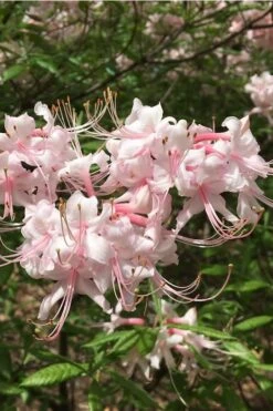 Pink Alabama Native Azalea - Rhododendron - 3 Gallon Pot -FloraHaven Shop Native Azalea Pink Alabamense 5