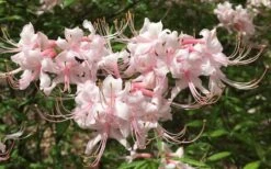 Pink Alabama Native Azalea - Rhododendron - 3 Gallon Pot -FloraHaven Shop Native Azalea Pink Alabamense 7