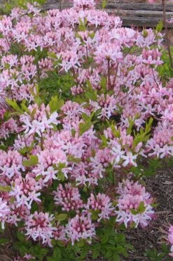 Pinxterbloom Azalea (Rhododendron Periclymenoides) - 3 Gallon Pot 16 Pinxterbloom Azalea (Rhododendron Periclymenoides) - 3 Gallon Pot -FloraHaven Shop Native Azalea Pinxterbloom 1