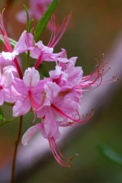 Pinxterbloom Azalea (Rhododendron Periclymenoides) - 3 Gallon Pot 21 Pinxterbloom Azalea (Rhododendron Periclymenoides) - 3 Gallon Pot -FloraHaven Shop Native Azalea Pinxterbloom 10