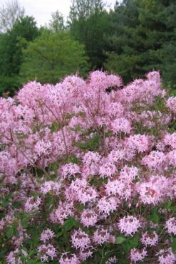 Pinxterbloom Azalea (Rhododendron Periclymenoides) - 3 Gallon Pot 17 Pinxterbloom Azalea (Rhododendron Periclymenoides) - 3 Gallon Pot -FloraHaven Shop Native Azalea Pinxterbloom 3