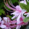 Pinxterbloom Azalea (Rhododendron Periclymenoides) - 3 Gallon Pot -FloraHaven Shop Native Azalea Pinxterbloom 4