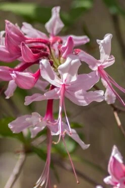 Pinxterbloom Azalea (Rhododendron Periclymenoides) - 3 Gallon Pot 20 Pinxterbloom Azalea (Rhododendron Periclymenoides) - 3 Gallon Pot -FloraHaven Shop Native Azalea Pinxterbloom 9
