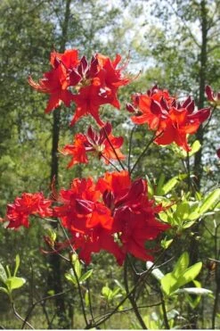 Radiant Red Aromi Azalea (Rhododendron Hybrid) - 1 Gallon Pot -FloraHaven Shop Native Azalea Radiant Red 6 1