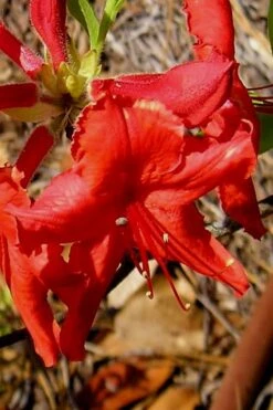 Radiant Red Aromi Azalea (Rhododendron Hybrid) - 1 Gallon Pot -FloraHaven Shop Native Azalea Radiant Red 7