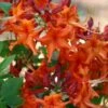 Red Pepper Aromi Azalea (Rhododendron Hybrid) - 1 Gallon Pot 2 Red Pepper Aromi Azalea (Rhododendron Hybrid) - 1 Gallon Pot -FloraHaven Shop Native Azalea Red Pepper 1