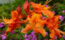 Red Pepper Aromi Azalea (Rhododendron Hybrid) - 1 Gallon Pot -FloraHaven Shop Native Azalea Red Pepper 2