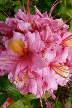 Samford Sorbet Native Azalea (Rhododendron) - 3 Gallon Pot 11 Samford Sorbet Native Azalea (Rhododendron) - 3 Gallon Pot -FloraHaven Shop Native Azalea Samford Sorbet 10