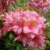 Samford Sorbet Native Azalea (Rhododendron) - 3 Gallon Pot -FloraHaven Shop Native Azalea Samford Sorbet 3
