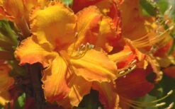 Solar Glow Sunbow Azalea - 2 Gallon Pot 9 Solar Glow Sunbow Azalea - 2 Gallon Pot -FloraHaven Shop Native Azalea Solar Glow 2