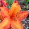 Solar Glow Sunbow Azalea - 2 Gallon Pot -FloraHaven Shop Native Azalea Solar Sunglow 1