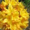 Spring Fanfare Aromi Azalea (Rhododendron Hybrid) - 1 Gallon Pot -FloraHaven Shop Native Azalea Spring Fanfare 2 1