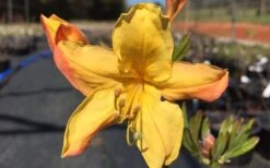 Spring Fanfare Aromi Azalea (Rhododendron Hybrid) - 1 Gallon Pot -FloraHaven Shop Native Azalea Spring Fanfare 3 1