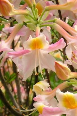 Touch Of Pink Aromi Azalea (Rhododendron Hybrid) - 3 Gallon Pot 14 Touch Of Pink Aromi Azalea (Rhododendron Hybrid) - 3 Gallon Pot -FloraHaven Shop Native Azalea Touch Of Pink 2